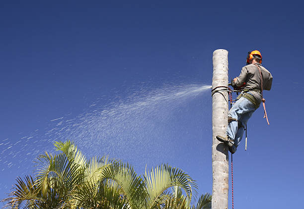 How Our Tree Care Process Works  in  New Hope, AL
