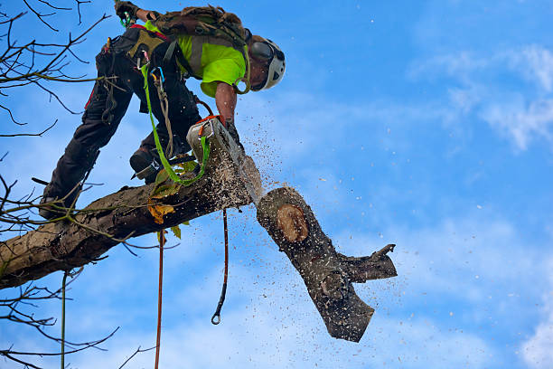 Trusted New Hope, AL Tree Care Experts